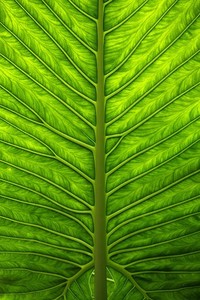 斯洛伐克射击选手夺得双向飞碟银牌